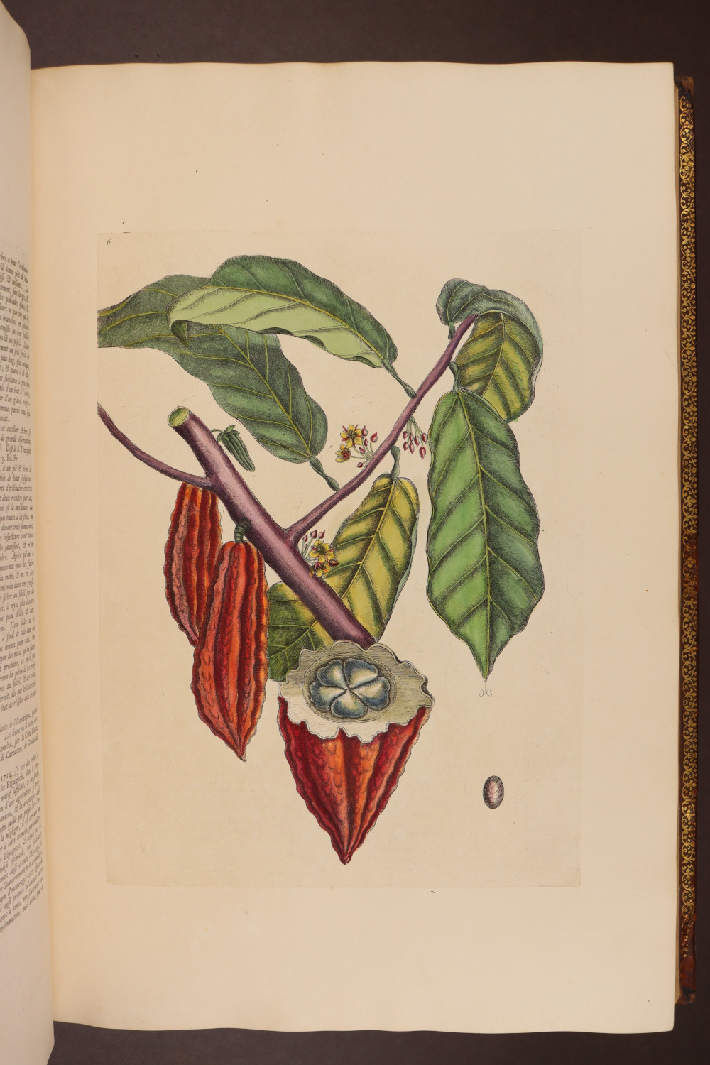 Plate 6